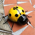 Yellow Ladybirds Wall Art (2)